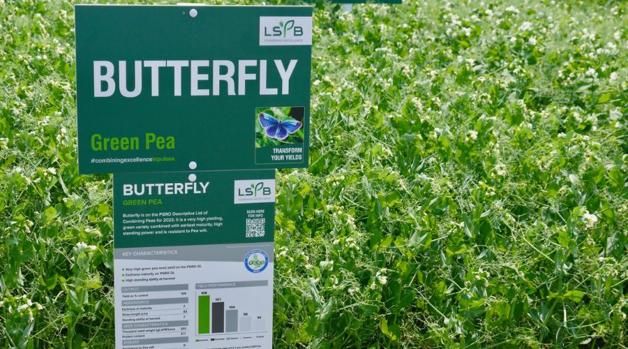 LSPB Butterfly green combining pea
