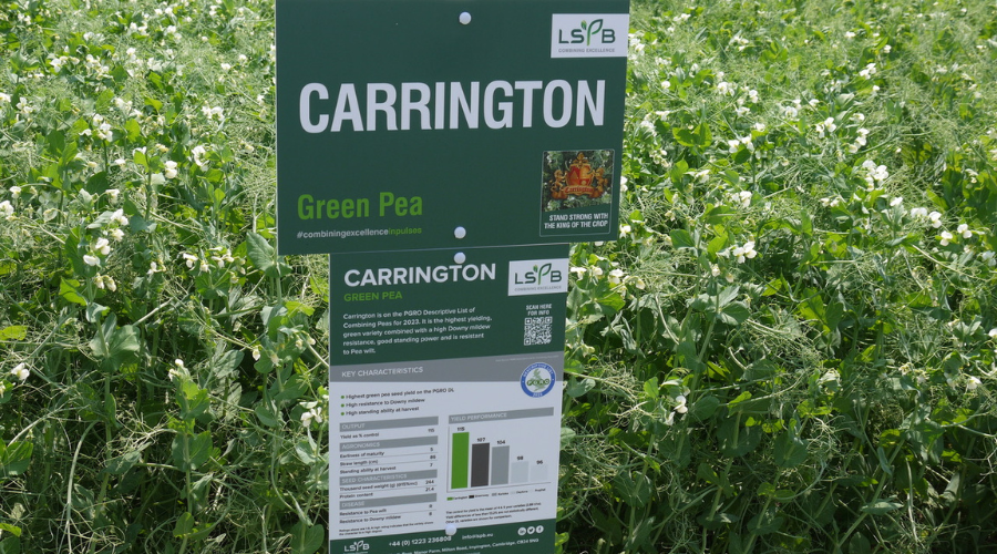 LSPB Carrington green combining pea
